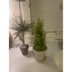 Northlight 1.4 FT Upswept Frosted Cedar Artificial Christmas Tree - Unlit 7 Northlight 1.4 FT Upswept Frosted Cedar Artificial Christmas Tree - Unlit -Festival GUEST 4c5aa6a2 a6e3 4335 ab93 bfbe41a4afa2