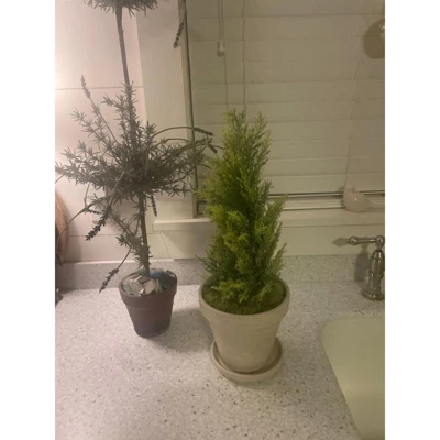 Northlight 1.4 FT Upswept Frosted Cedar Artificial Christmas Tree - Unlit 5 Northlight 1.4 FT Upswept Frosted Cedar Artificial Christmas Tree - Unlit - Image 3