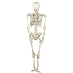 Northlight Life Size Skeleton Halloween Hanging Decoration - 5' 10 Northlight Life Size Skeleton Halloween Hanging Decoration - 5' -Festival GUEST 60c8ca83 2a7d 456f 8a3a 9bd0b146f345