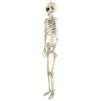 Northlight Life Size Skeleton Halloween Hanging Decoration - 5' 7 Northlight Life Size Skeleton Halloween Hanging Decoration - 5' - Image 5