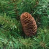 Northlight 4' Red Pine Full Profile Artificial Christmas Tree With Pine Cones - Unlit -Festival GUEST c4e9b00f 813f 444a a699 27f56ef9087e
