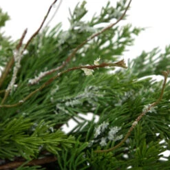 Northlight Real Touch™? Iced Cedar Artificial Christmas Wreath - 24" - Unlit -Festival northlight jy91580 04 69039.1701796975