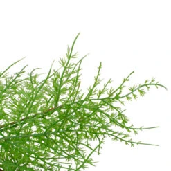 Northlight Real Touch™? Artificial Cedar Christmas Wreath - 24" - Unlit -Festival northlight vm90073 2 30026.1613622960